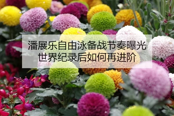 潘展乐自由泳备战节奏曝光 世界纪录后如何再进阶