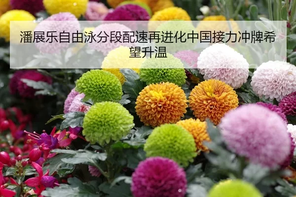 潘展乐自由泳分段配速再进化中国接力冲牌希望升温